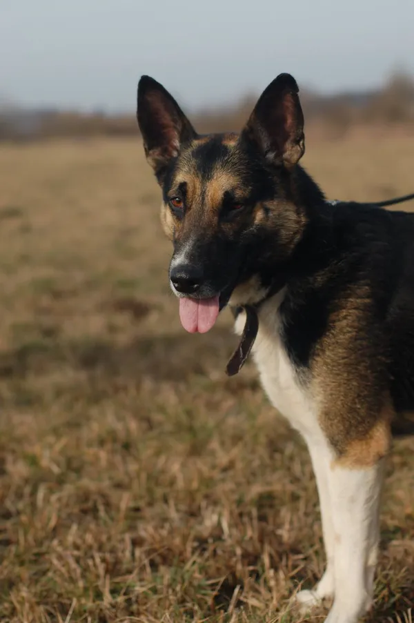 Oddam psa, Elbląg, Wyspa Spichrzów, 9 stycznia 2026 (3/4)