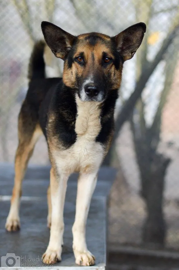 Oddam psa, Elbląg, Wyspa Spichrzów, 9 stycznia 2026 (4/4)