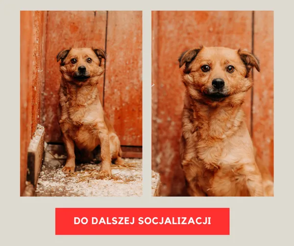 Pies do adopcji, Czartki, 9 stycznia 2026