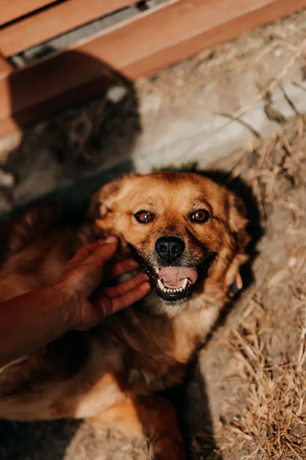 Pies do adopcji, Czartki, 9 stycznia 2026 (3/5)