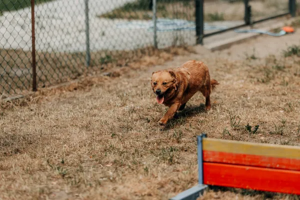 Pies do adopcji, Czartki, 9 stycznia 2026 (5/5)