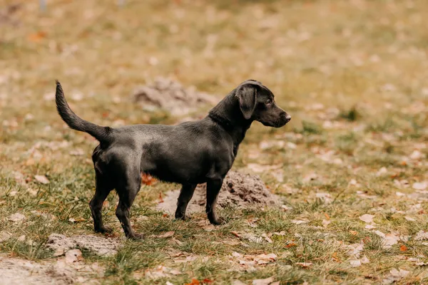 Pies do adopcji, Czartki, 9 stycznia 2026 (2/5)