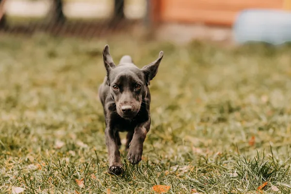 Pies do adopcji, Czartki, 9 stycznia 2026 (5/5)