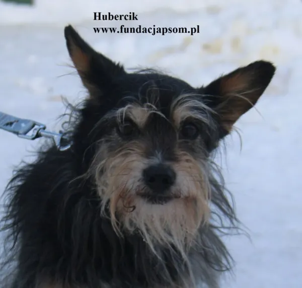 Pies do adopcji, Nowy Dwór Mazowiecki, 9 stycznia 2026 (1/5)