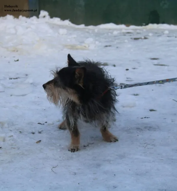 Pies do adopcji, Nowy Dwór Mazowiecki, 9 stycznia 2026 (3/5)