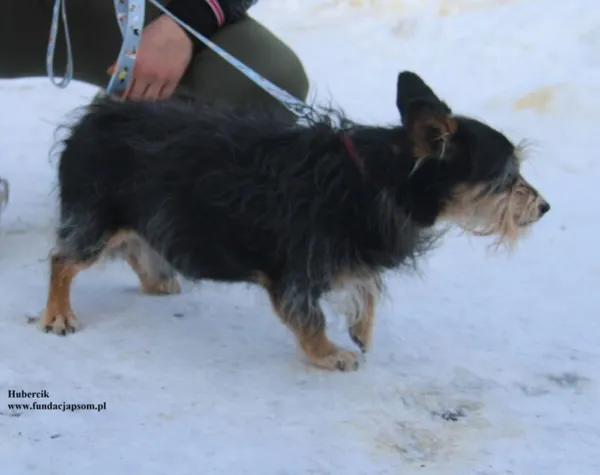Pies do adopcji, Nowy Dwór Mazowiecki, 9 stycznia 2026 (5/5)