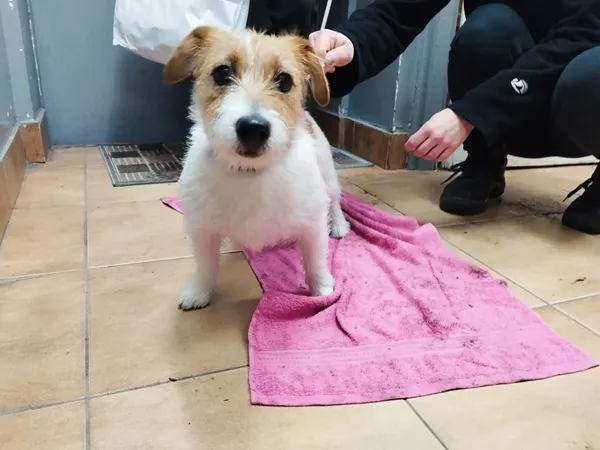 Znaleziono psa, Sosnowiec, 8 stycznia 2026