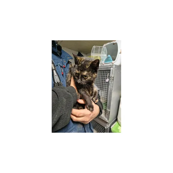 Znaleziono kota, Białystok, 21 grudnia 2025