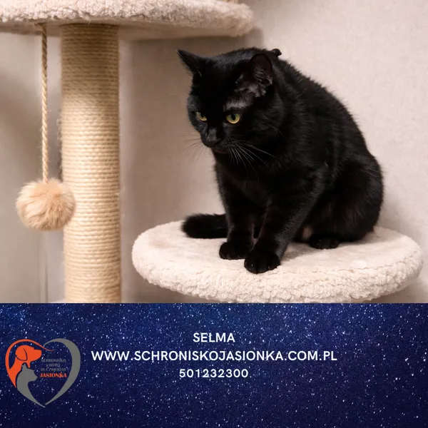 Kot do adopcji, Dębniak, 9 stycznia 2026