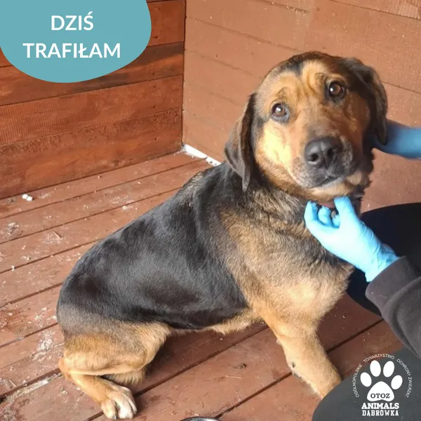 Znaleziono psa, Dąbrówka, 8 stycznia 2026