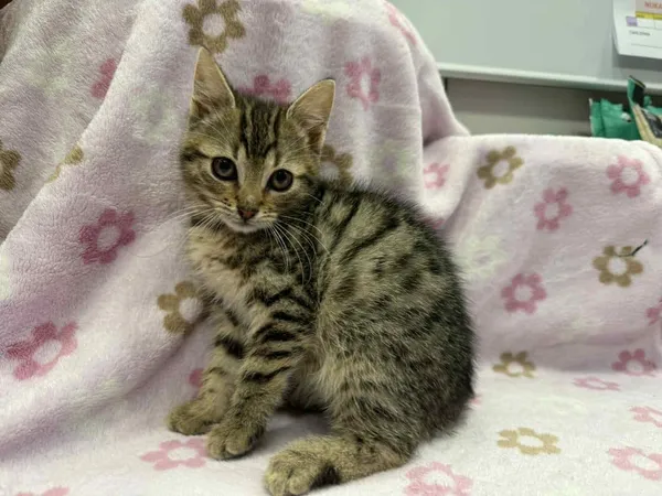 Znaleziono kota, Chojnice, 19 listopada 2025