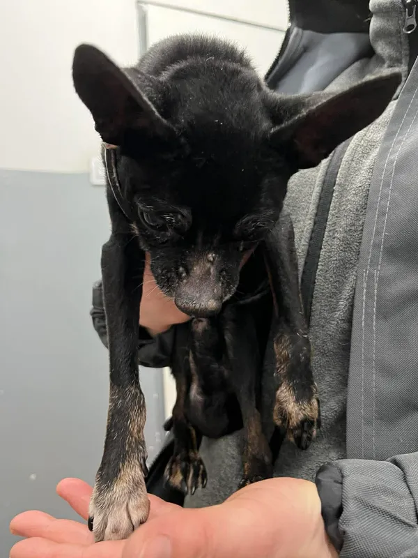 Znaleziono psa, Sosnowiec, 7 stycznia 2026