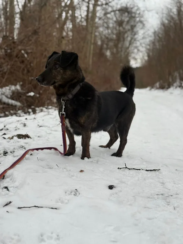 Pies do adopcji, Tychy, 20 grudnia 2025