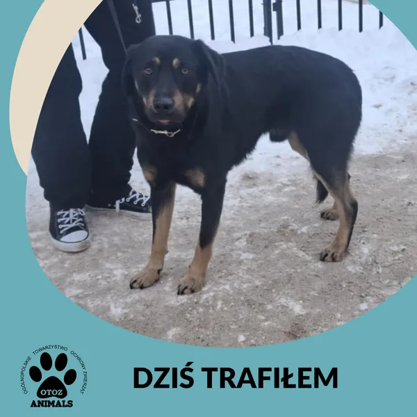 Znaleziono psa, Dąbrówka, 9 stycznia 2026