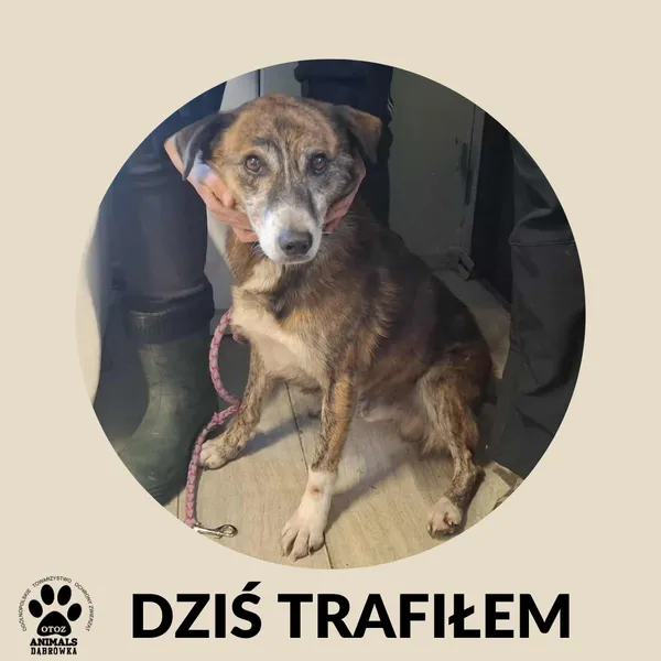 Znaleziono psa, Dąbrówka, 9 stycznia 2026