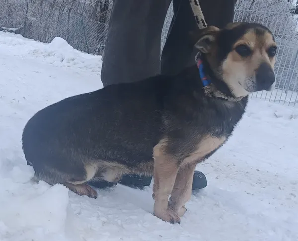 Znaleziono psa, Pieckowo, 9 stycznia 2026 (1/2)