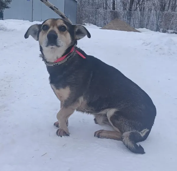 Znaleziono psa, Pieckowo, 9 stycznia 2026 (2/2)