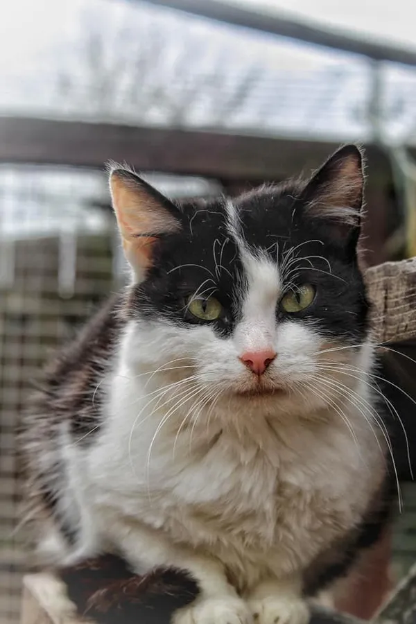 Oddam kota, Elbląg, Stawnik, 10 stycznia 2026 (1/2)