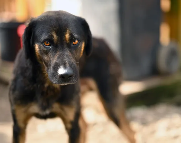 Oddam psa, Gdańsk, Brzeźno, 10 stycznia 2026 (1/3)