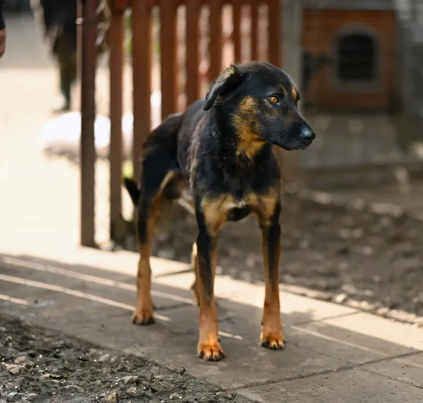 Oddam psa, Gdańsk, Brzeźno, 10 stycznia 2026 (2/3)