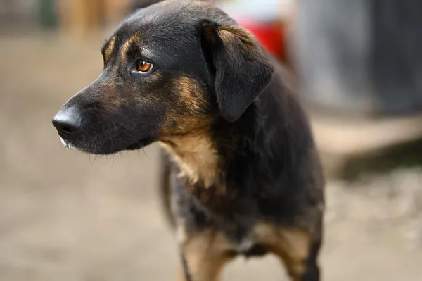 Oddam psa, Gdańsk, Brzeźno, 10 stycznia 2026 (3/3)