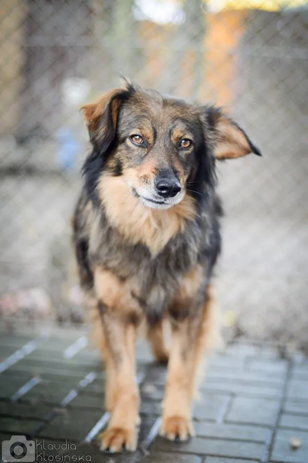 Oddam psa, Elbląg, Witoszewo, 10 stycznia 2026 (2/4)