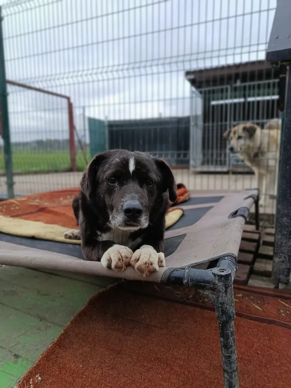 Oddam psa, Sopot, 10 stycznia 2026 (3/4)