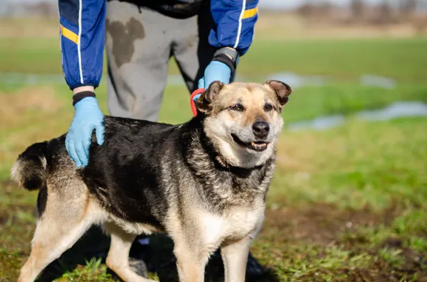 Oddam psa, Elbląg, Kamionka, 10 stycznia 2026 (1/3)