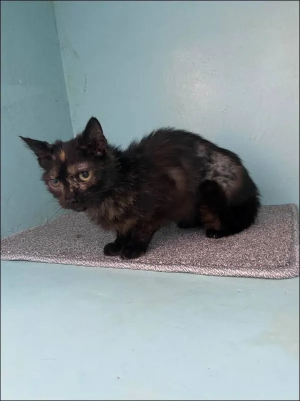 Znaleziono kota, Grudziądz, 9 stycznia 2026