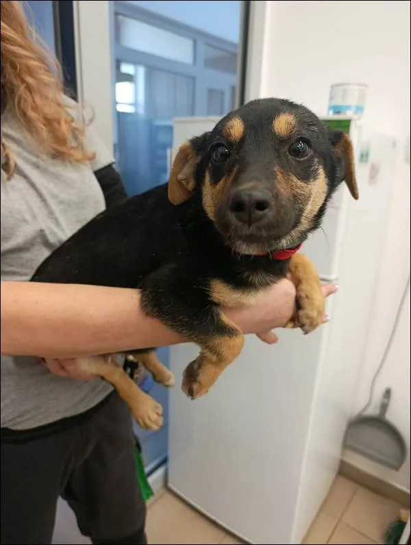 Znaleziono psa, Grudziądz, 9 stycznia 2026