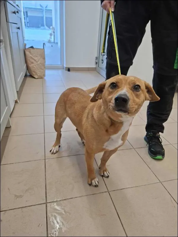 Znaleziono psa, Grudziądz, 9 stycznia 2026