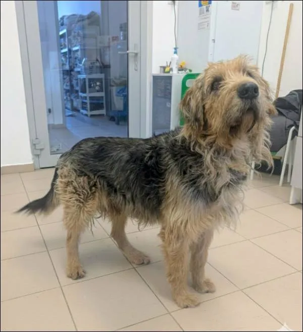 Znaleziono psa, Grudziądz, 9 stycznia 2026