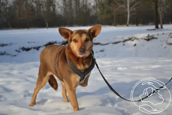Pies do adopcji, Chełmek, 9 listopada 2024