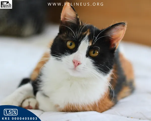 Kot do adopcji, Chmielnik, 10 stycznia 2026 (1/6)