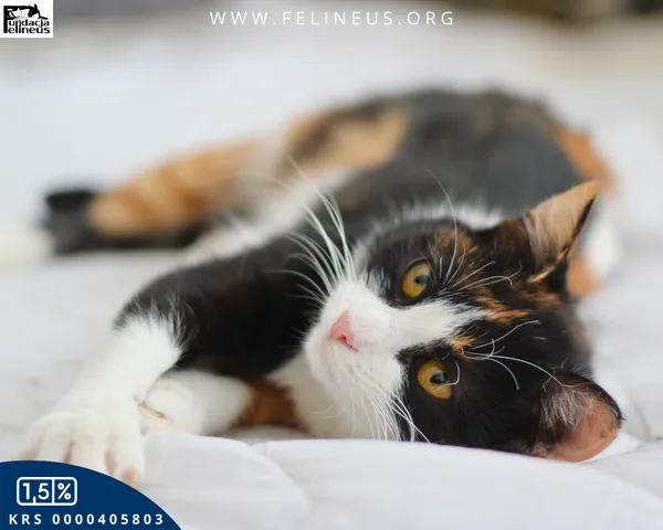 Kot do adopcji, Chmielnik, 10 stycznia 2026 (4/6)