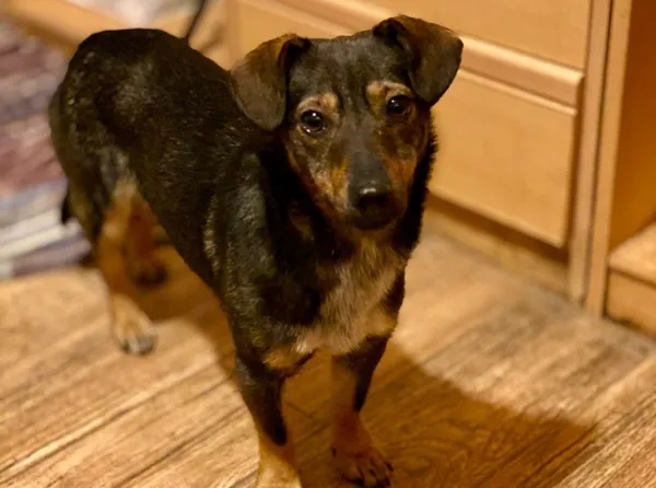 Pies do adopcji, Głowno, 10 stycznia 2026 (1/4)