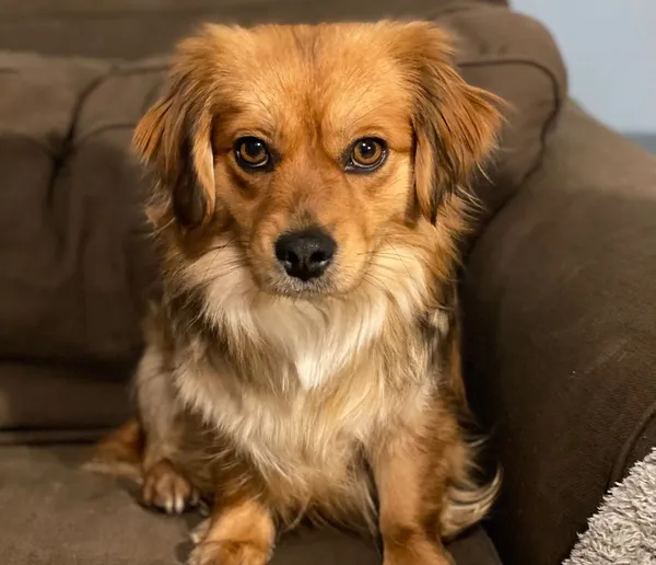 Pies do adopcji, Głowno, 10 stycznia 2026 (1/3)