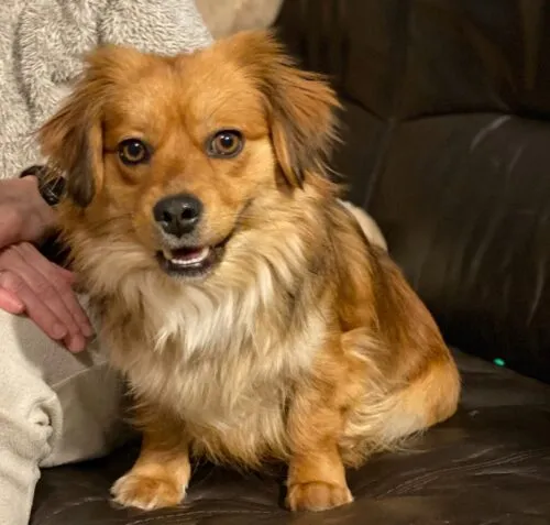 Pies do adopcji, Głowno, 10 stycznia 2026 (2/3)