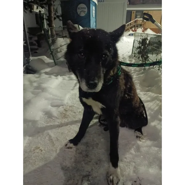 Znaleziono psa, Białystok, 9 stycznia 2026