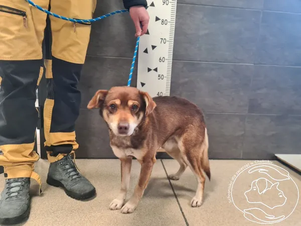 Znaleziono psa, Chełmek, 9 stycznia 2026