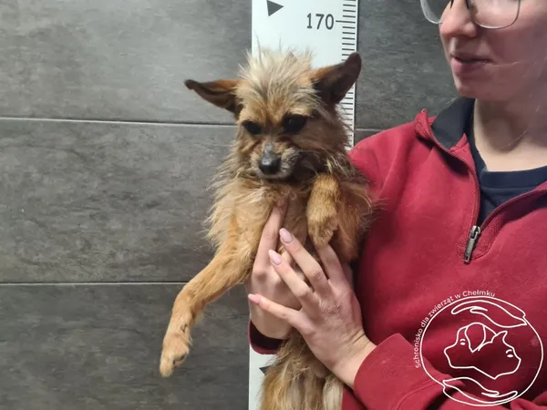 Znaleziono psa, Chełmek, 9 stycznia 2026