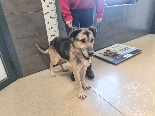 Znaleziono psa, Chełmek, 9 stycznia 2026