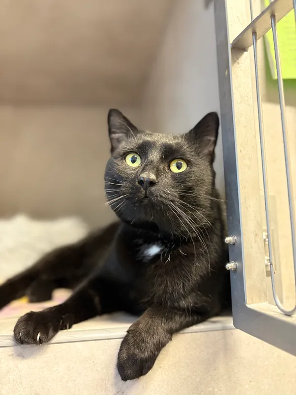 Znaleziono kota, Sosnowiec, 8 stycznia 2026 (1/5)