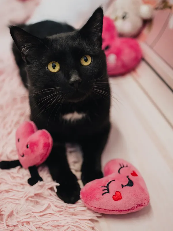 Znaleziono kota, Sosnowiec, 8 stycznia 2026 (5/5)