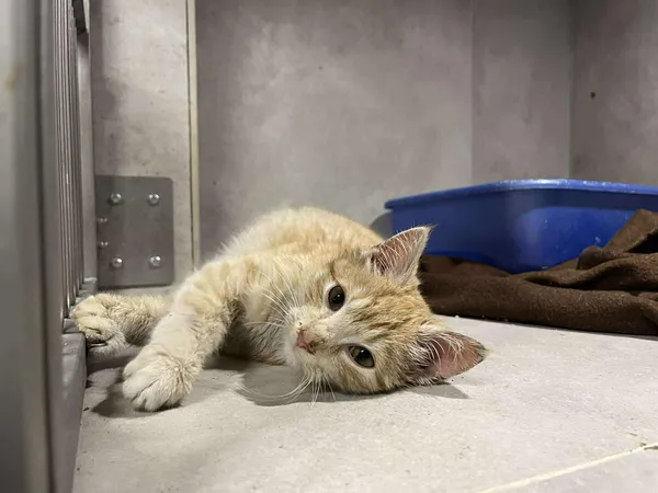 Znaleziono kota, Sosnowiec, 9 stycznia 2026 (1/5)