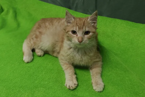 Znaleziono kota, Sosnowiec, 9 stycznia 2026 (2/5)