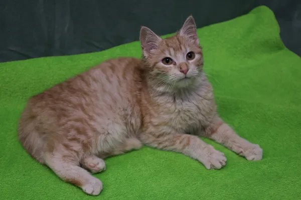 Znaleziono kota, Sosnowiec, 9 stycznia 2026 (3/5)