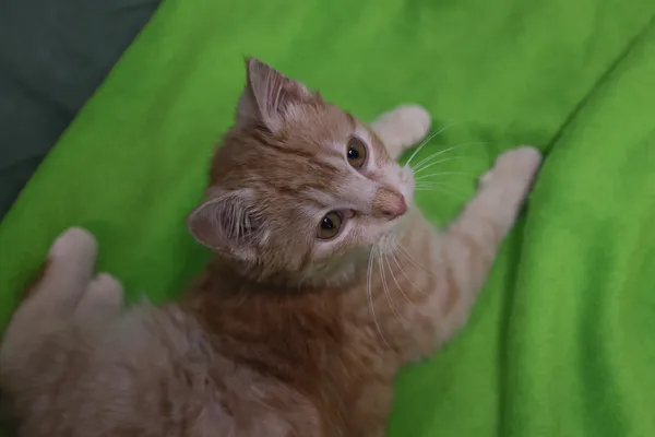 Znaleziono kota, Sosnowiec, 9 stycznia 2026 (5/5)