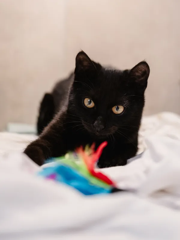 Znaleziono kota, Sosnowiec, 9 stycznia 2026 (3/4)