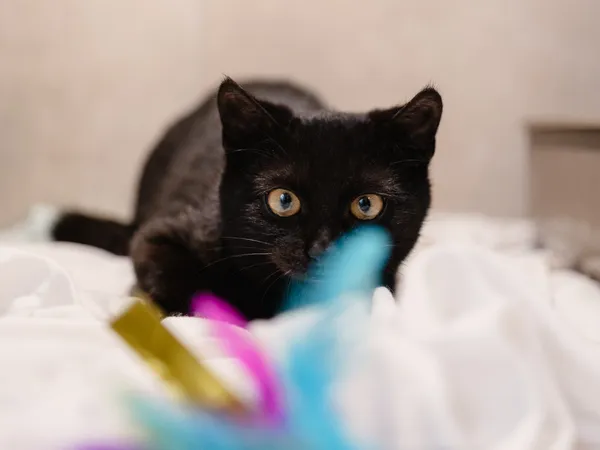 Znaleziono kota, Sosnowiec, 9 stycznia 2026 (4/4)